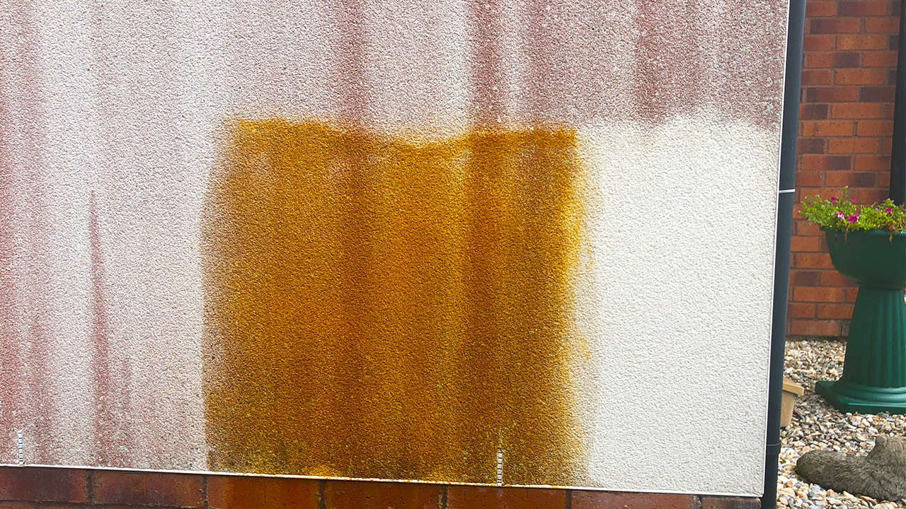 Red Algae showing cleaning patch